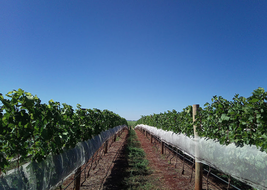 Agricultura de precisão ajuda a produzir vinhos diferenciados em SP