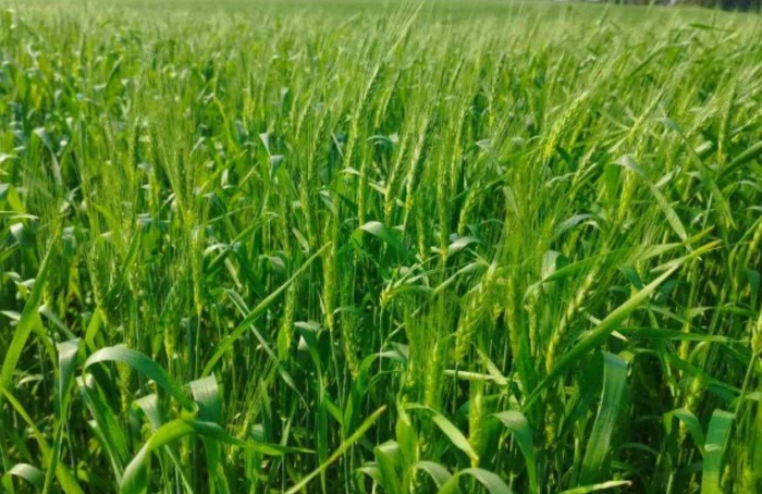RS Safra 2025/26: condições climáticas favorecem trigo