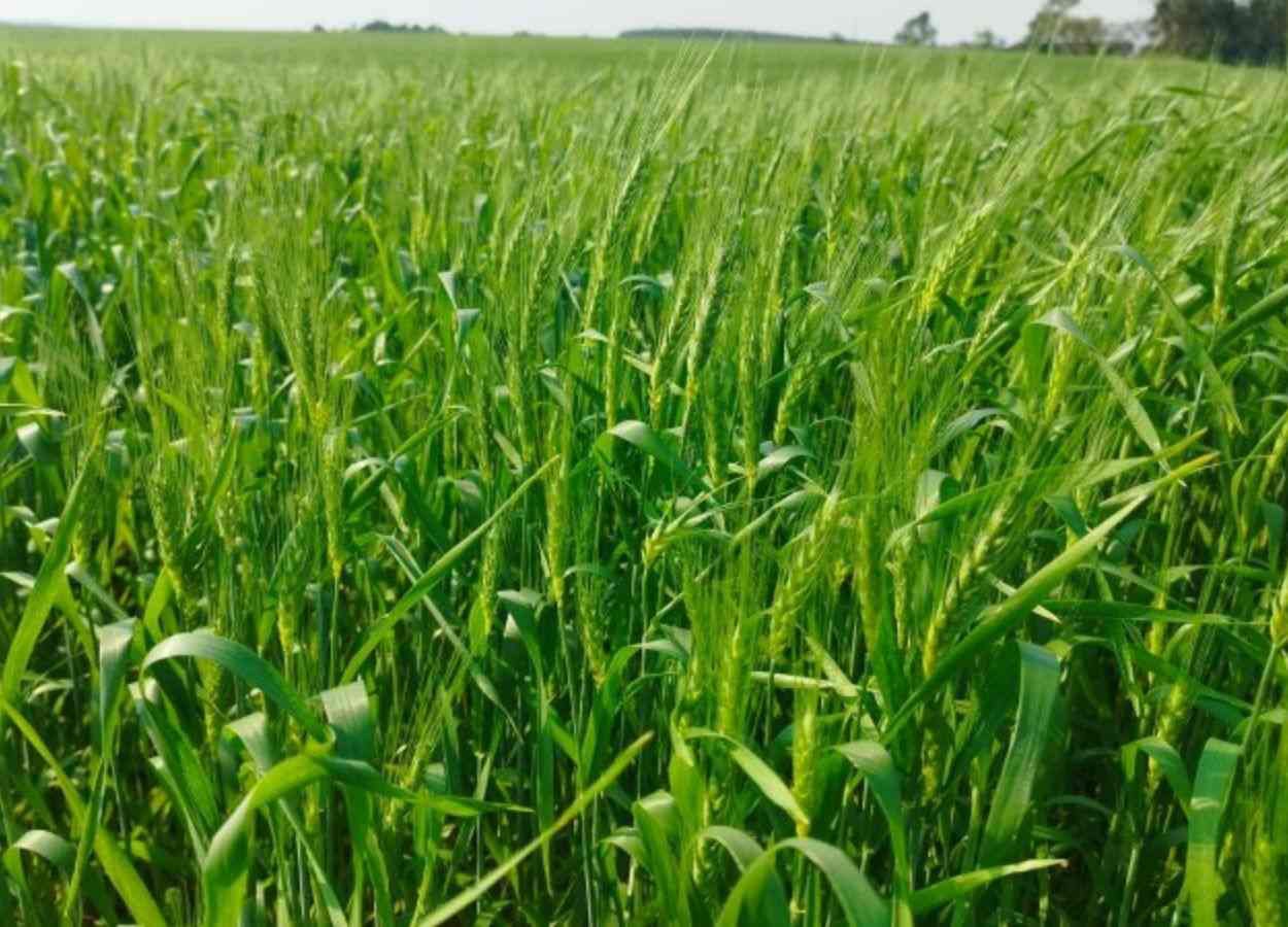 Tempo seco e luminosidade proporcionaram ambiente favorável ao desenvolvimento das lavouras