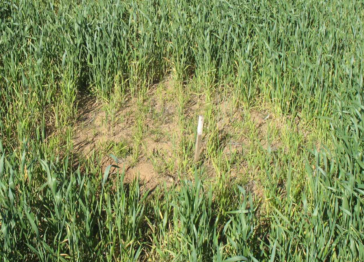 Manifestação de <i>Rhizoctonia solani</i> em lavoura - Foto:&nbsp;CSIRO