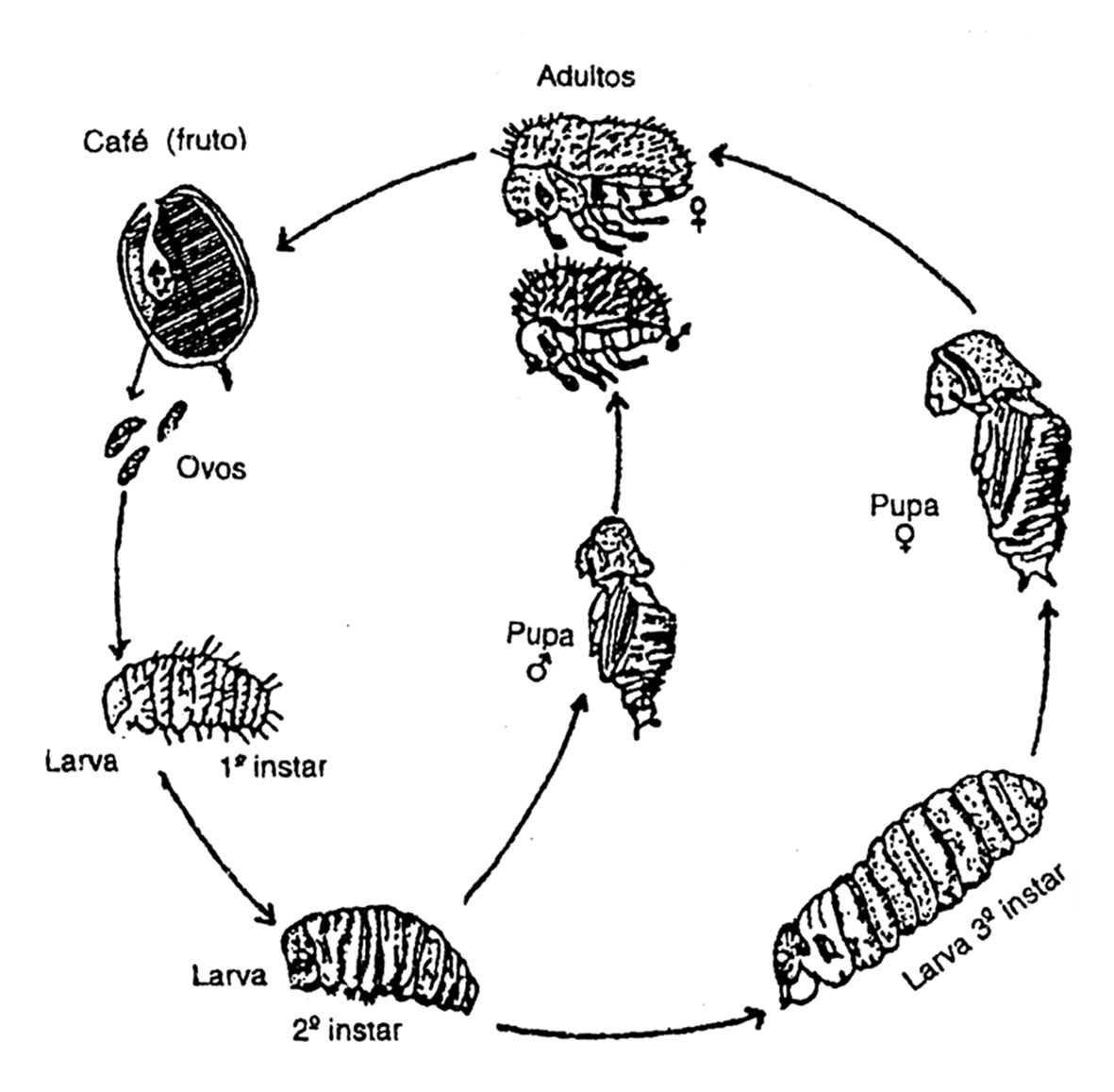 Figura 1. Ciclo biológico da broca-do-café, Hypothenemus hampei. 