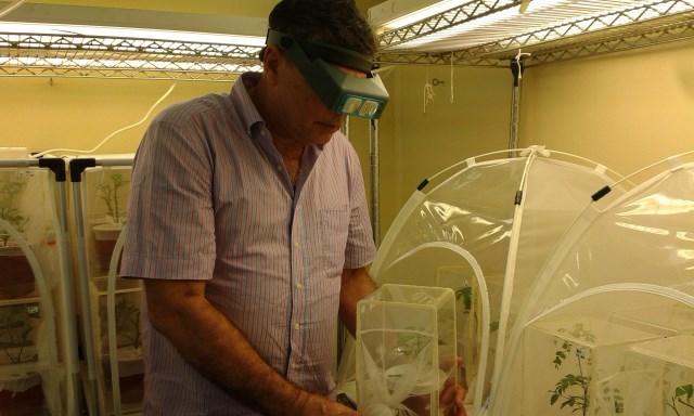 Estudantes visitam laboratório de quarentena da Embrapa para conhecer atividades de controle biológico de pragas