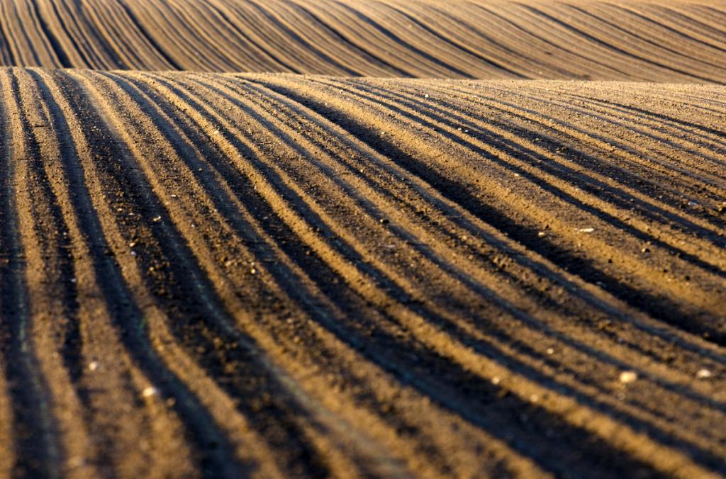 ​No semiárido, uso de fertilizantes sólidos pode reduzir mortalidade de mudas em até 40%