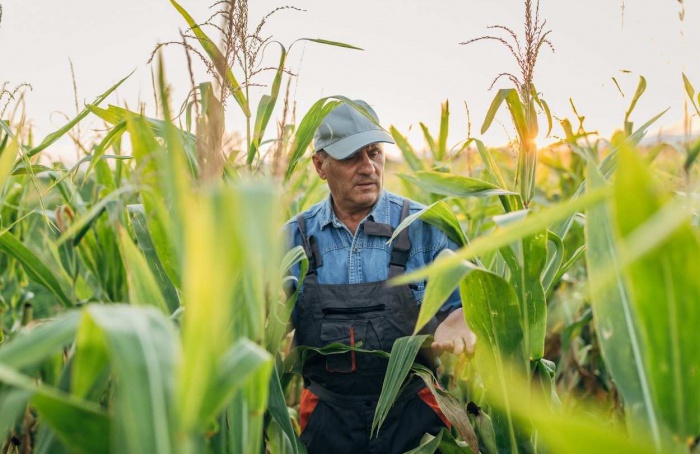 Inadimplência rural permanece estável no final de 2024