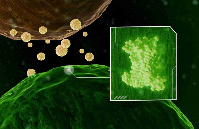 Biossensor detecta fungos antes de sintomas visíveis