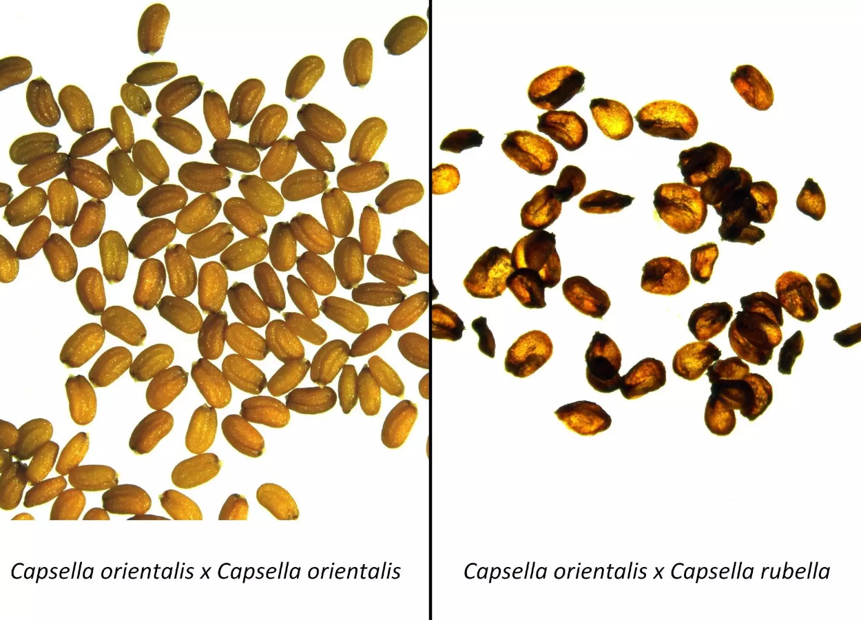 Sementes viáveis produzidas por <i>Capsella orientalis</i> no lado esquerdo e sementes colapsadas e não viáveis produzidas pelo cruzamento de <i>Capsella orientalis</i> com sua parente próxima <i>Capsella rubella</i>. Falta no RNA materno foi apontada como responsável por essa discrepância na qualidade das sementes - Foto: Katarzyna Dziasek