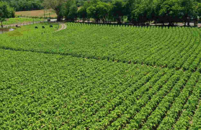 Abertura da Colheita do Tabaco no RS será em Rio Pardo