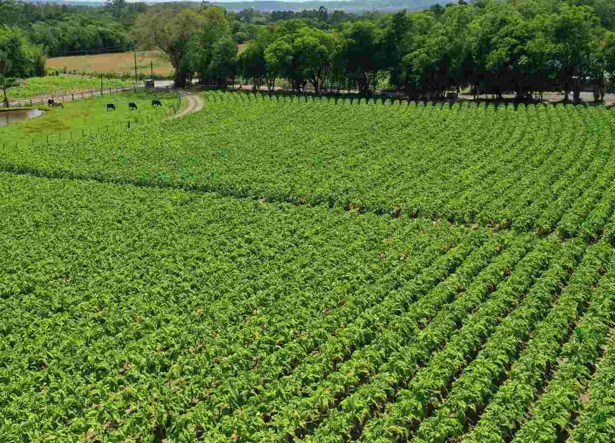 Abertura da Colheita do Tabaco no RS será em Rio Pardo