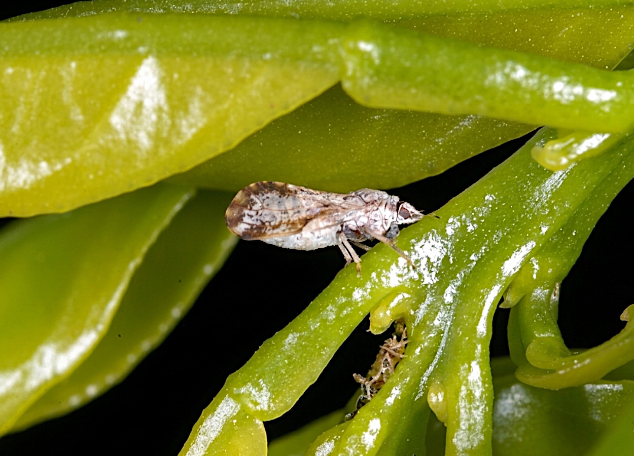 Foto: David Hall / USDA - Bugwood