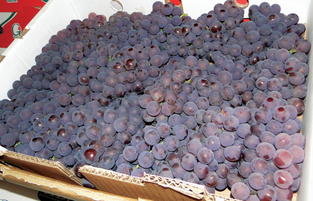 ​Novo Informe Agropecuário aborda tecnologias para produção de uva de mesa