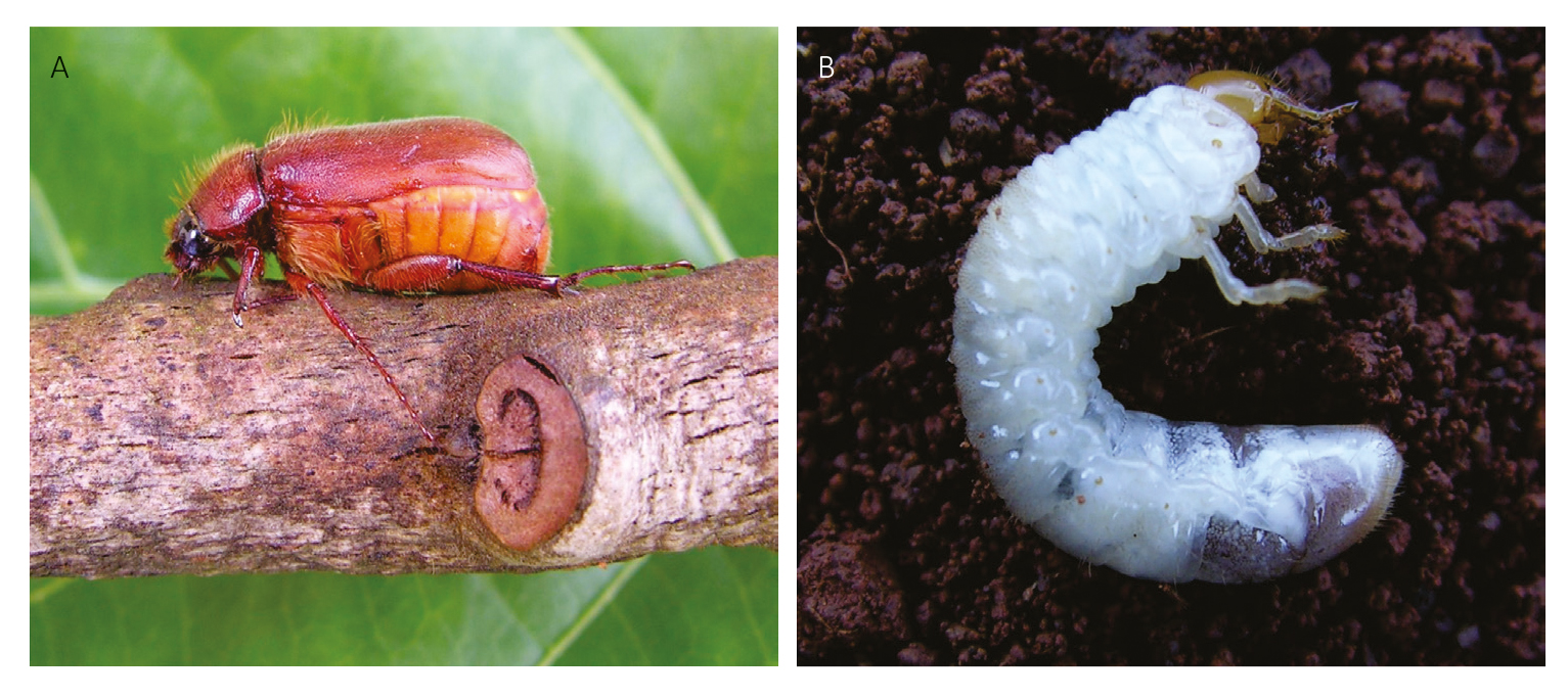 Figura 3 - Adulto (A) e larva (B) de Phyllophaga capillata