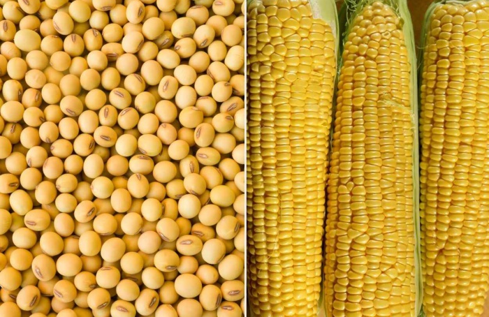 Brasil amplia protagonismo no comércio de grãos em 2025