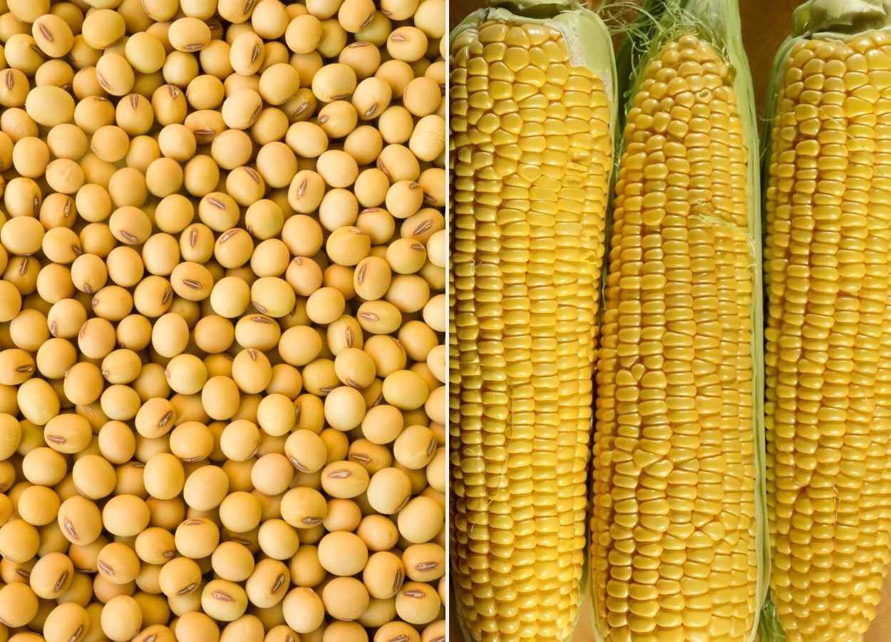 Brasil amplia protagonismo no comércio de grãos em 2025