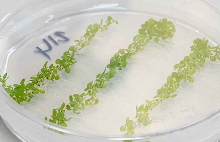 Pulverização foliar com dsRNA alcança raízes e amplia biopesticidas