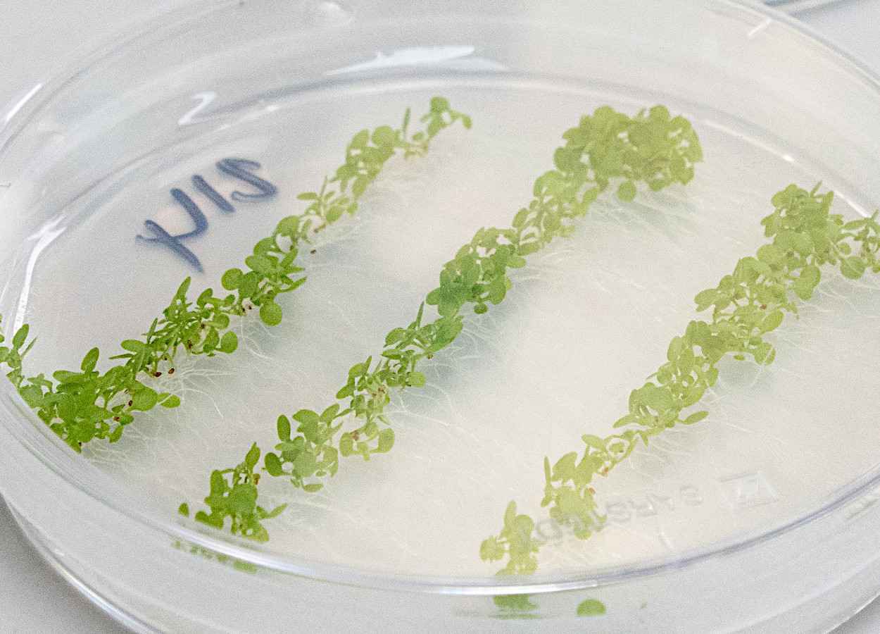 Pulverização foliar com dsRNA alcança raízes e amplia biopesticidas