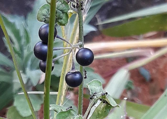 Estudo identifica principais plantas daninhas ao tomate destinado à indústria