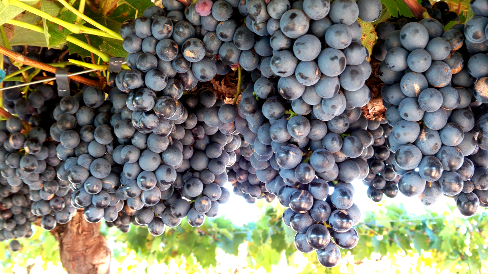 ​O que o viticultor deve fazer pelo seu vinhedo após as últimas chuvas intensas que caíram no Rio Grande do Sul?