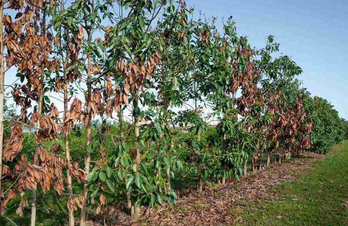Pesquisa avança no desenvolvimento de abacates tolerantes ao frio