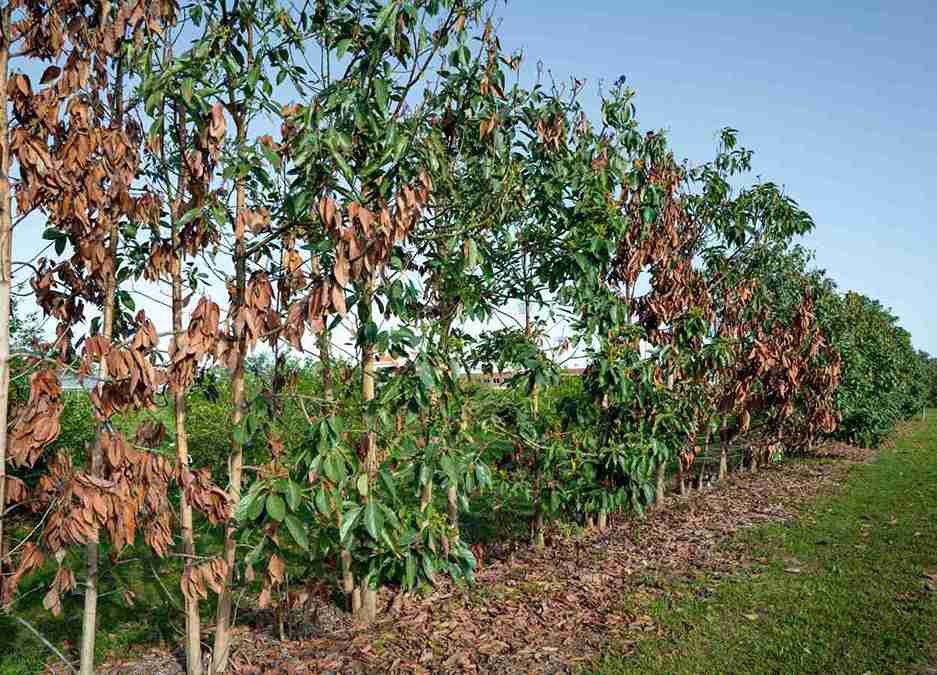 Pesquisa avança no desenvolvimento de abacates tolerantes ao frio
