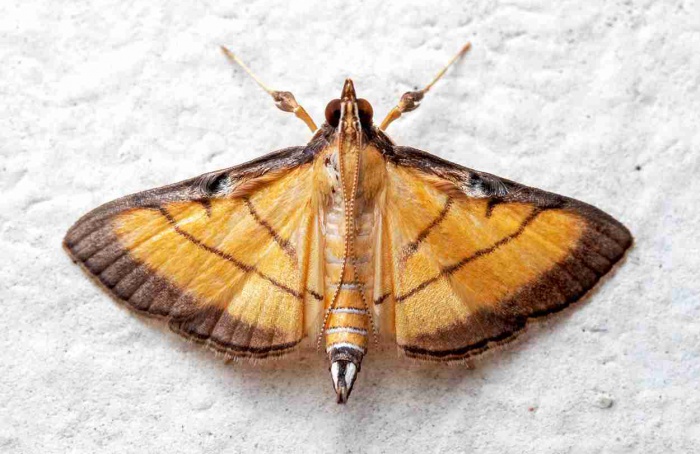 Mistura amplia controle de Cnaphalocrocis medinalis