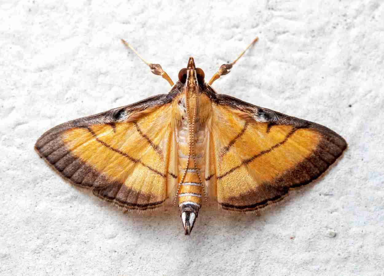 Mistura amplia controle de Cnaphalocrocis medinalis