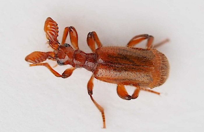 Besouro parasita de formigas revela cérebro incomum