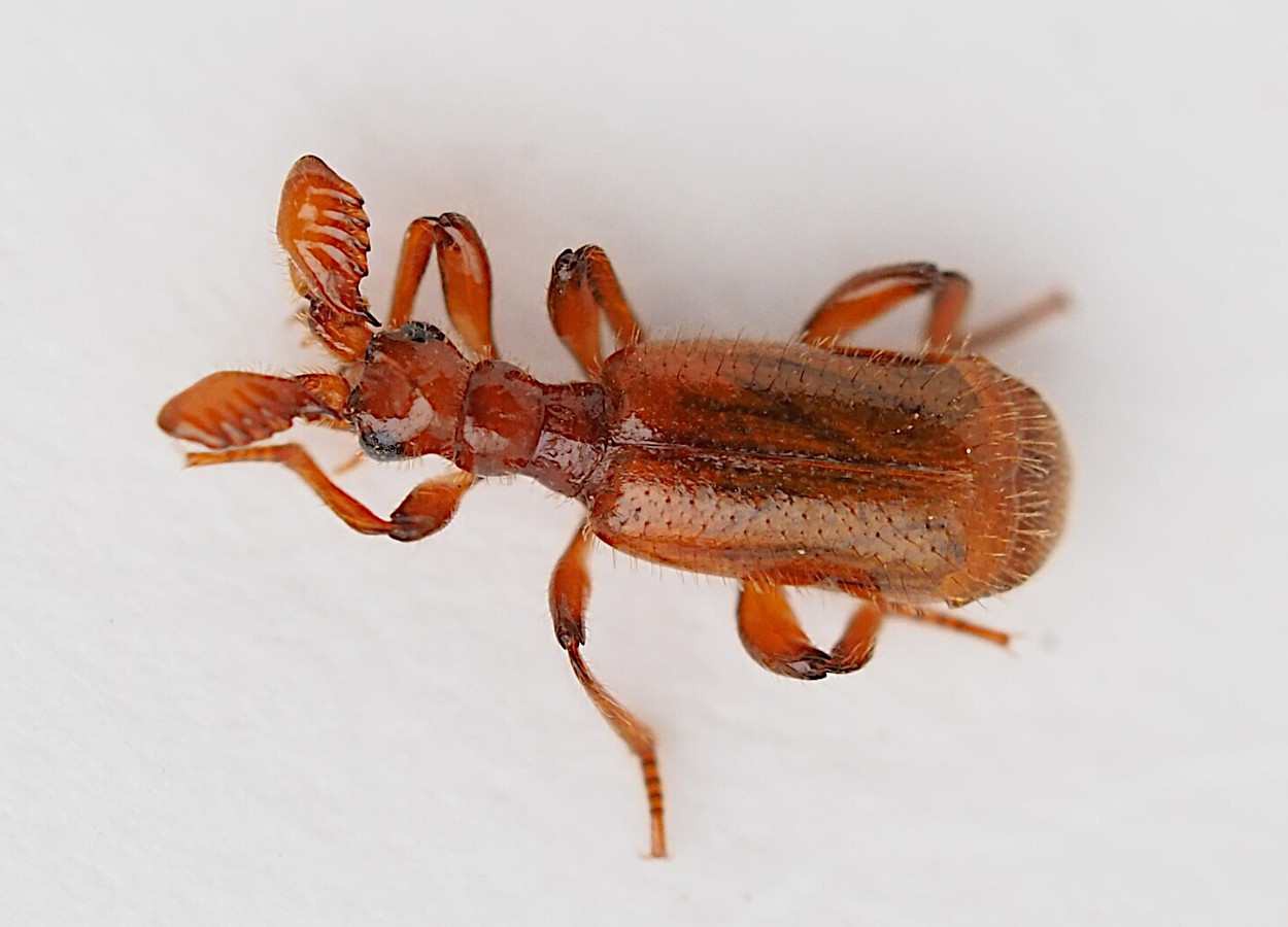 Besouro parasita de formigas revela cérebro incomum