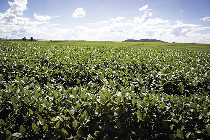 Produto aplicado via sulco de semeadura aumentou em 33% a massa do sistema radicular na cultura da soja