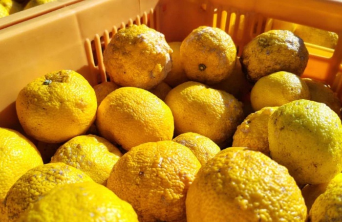Epagri testa limão japonês e mira produção comercial em SC