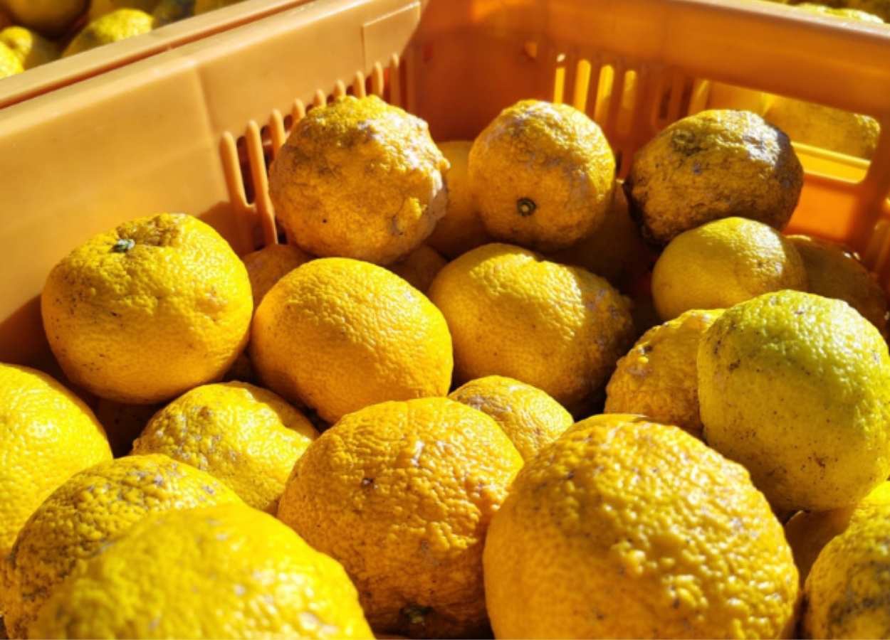 Epagri testa limão japonês e mira produção comercial em SC