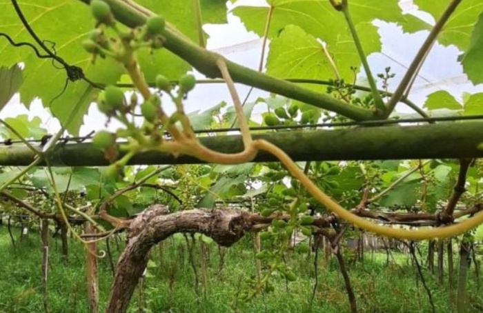 Emater adia projeção da safra de uva 2026 no Rio Grande do Sul