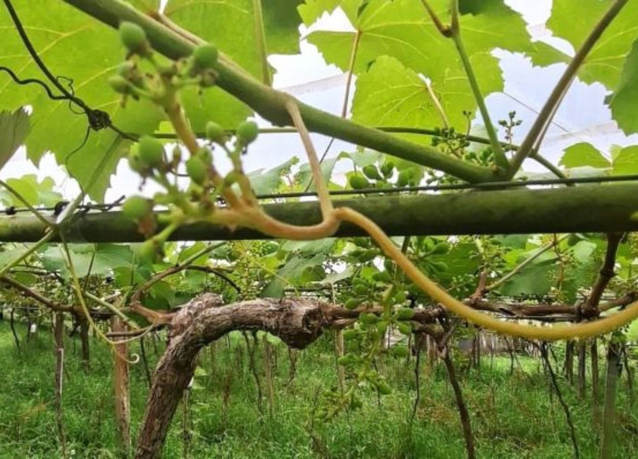 Instituição considera cedo estimar a produção devido a oscilações climáticas nesta primavera