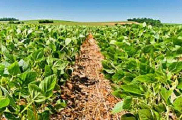 Pesquisa aborda certificação socioambiental da soja no Maranhão