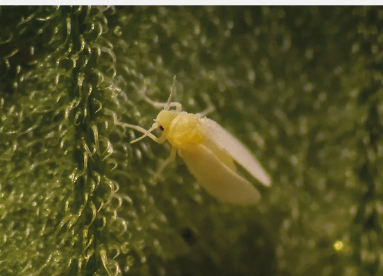 Genética aplicada no controle da mosca-branca no Brasil