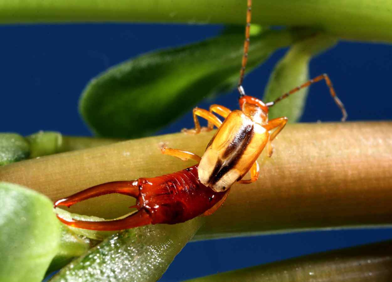 Pesquisa otimiza criação da tesourinha Doru luteipes