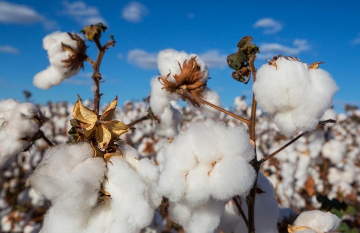 Tempo firme favorece desenvolvimento do algodão em MT