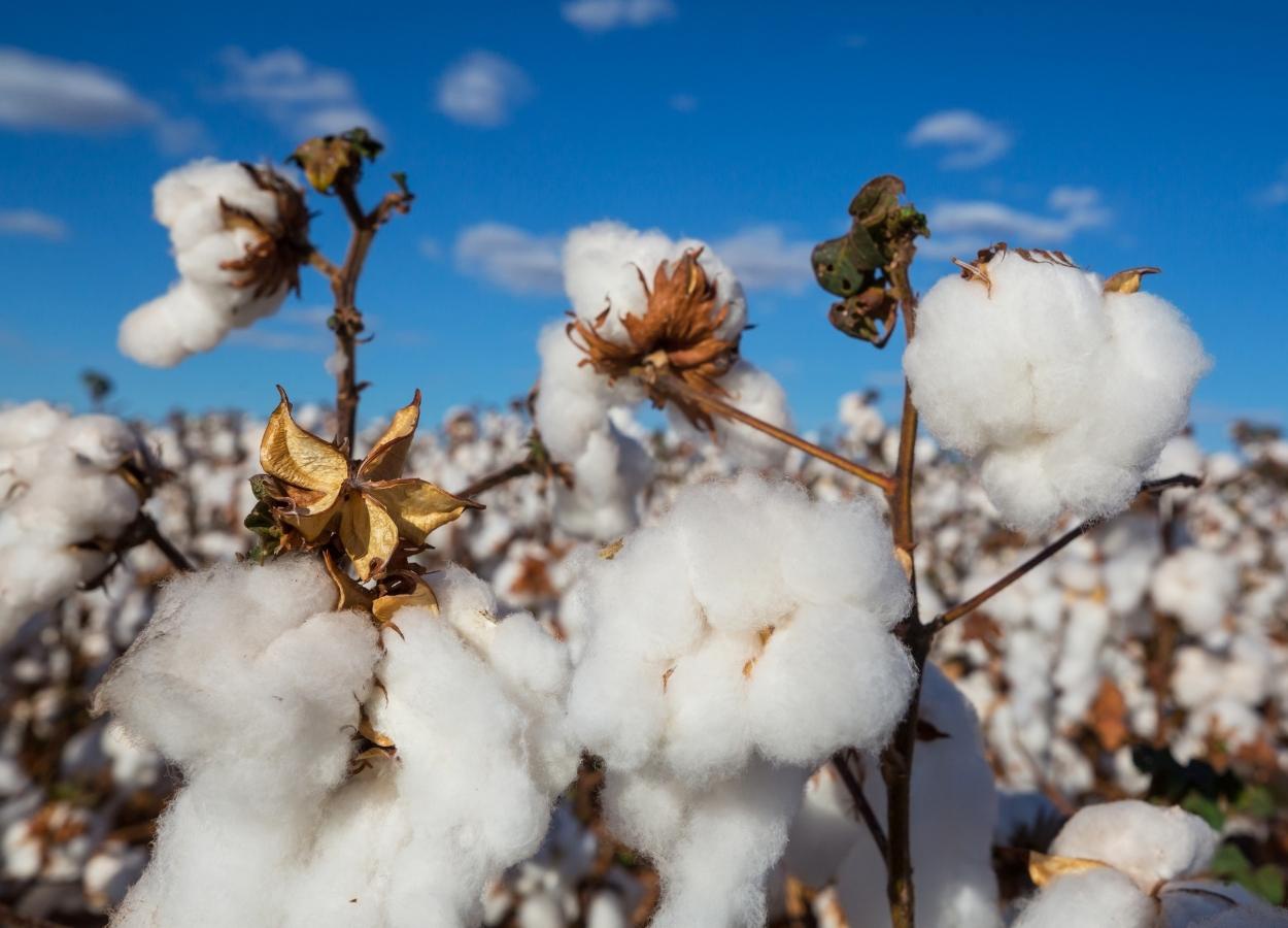 Tempo firme favorece desenvolvimento do algodão em MT
