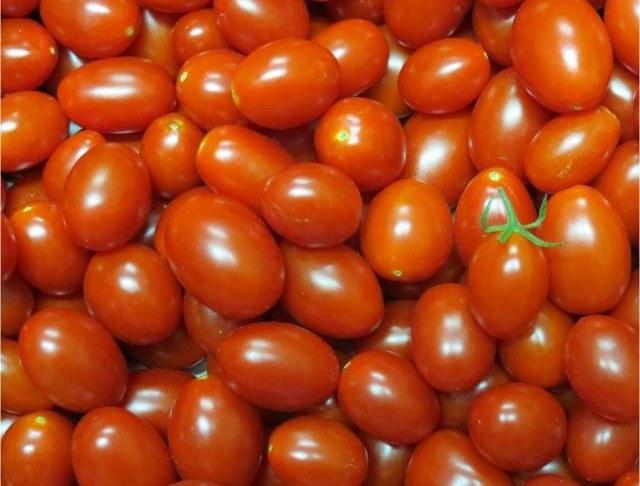 Novo tomate desenvolvido na Embrapa pode conter três vezes mais licopeno