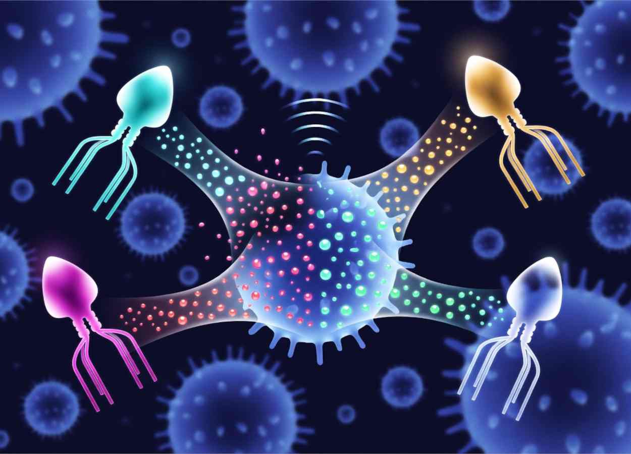 Sinais químicos entre bacteriófagos alteram equilíbrio entre lise e lisogenia e favorecem alguns vírus