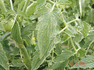 Sintoma inicial de mancha-de-estenfílio nas folhas.