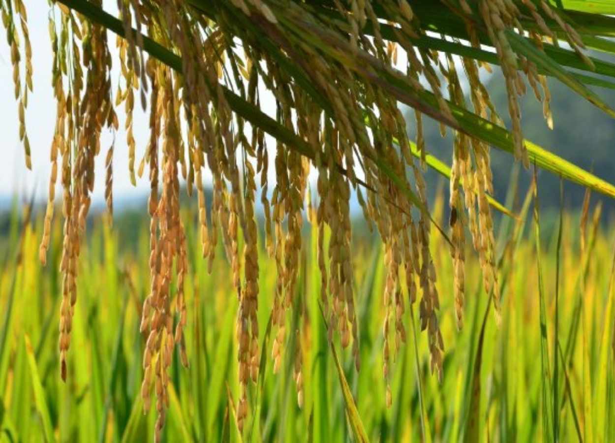 SC registra alta de 20,7% na safra de grãos em 2025
