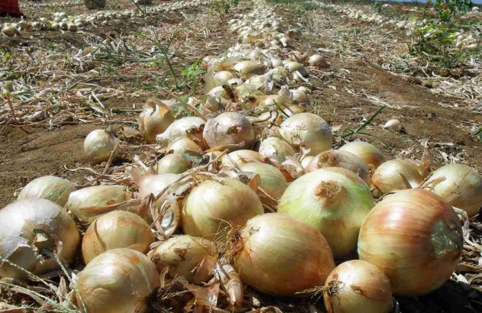 PR Safra 2024/25: área plantada com cebola é reduzida