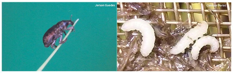 Adulto de O. oryzae (esquerda) e larvas sobre tela de peneiramento (direita)