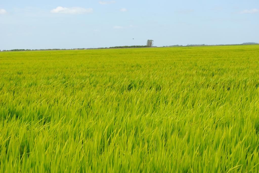 Semestre termina com queda nas exportações de arroz