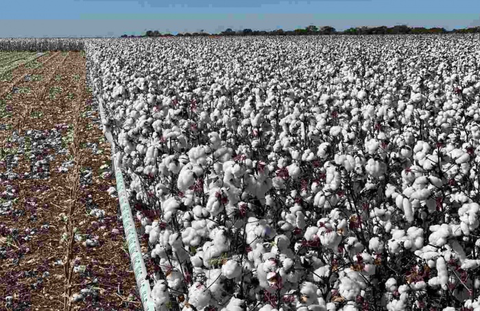 Embrapa lança cultivares de algodão geneticamente modificadas