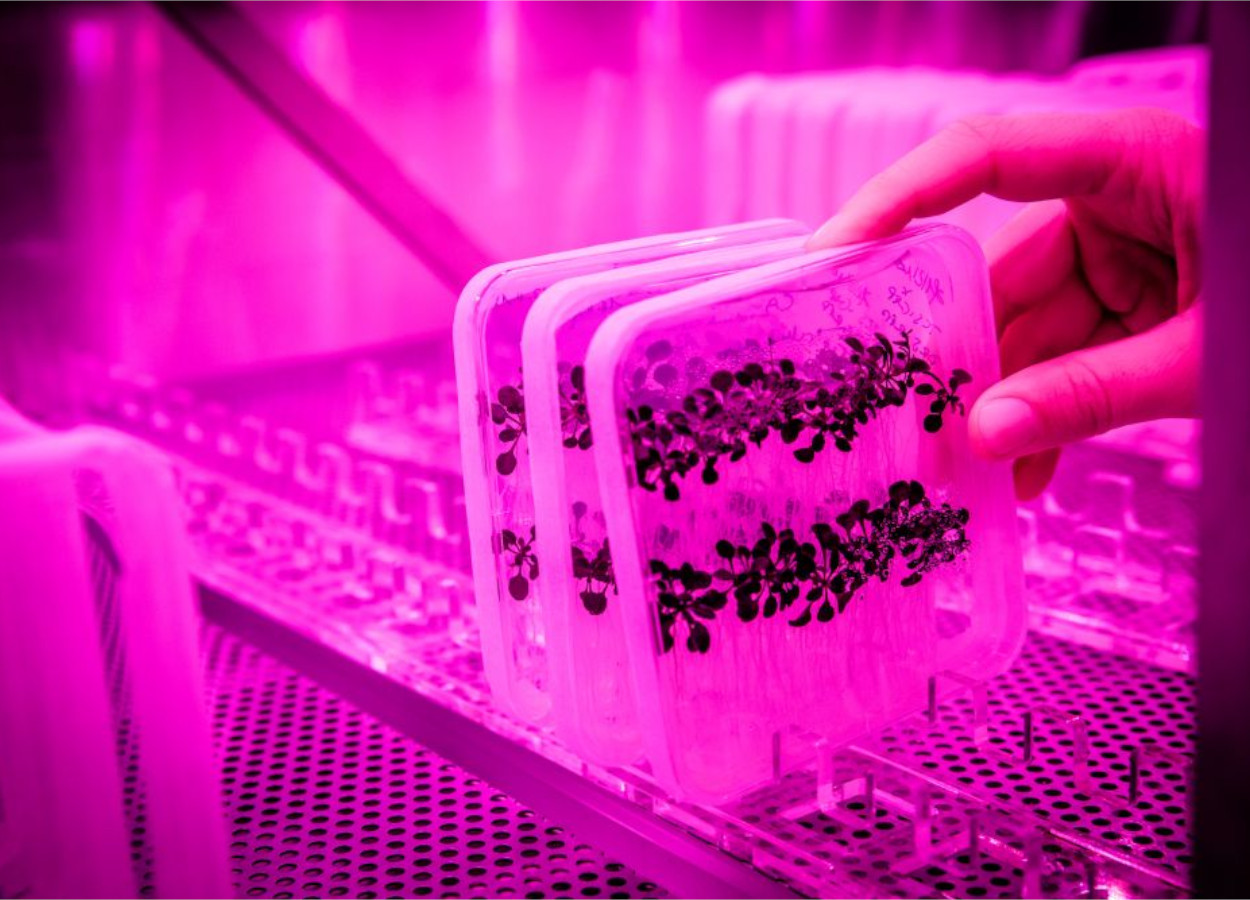 As plantas desenvolveram funções distintas para duas formas de uma molécula de sinalização fundamental; mudas crescendo na sala rosa da Unidade de Plantas - Foto: Nadine Poncioni / ISTA
