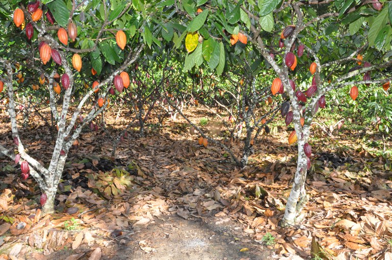 Notice will select companies to produce bioinput against witches' broom in cocoa production