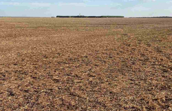 Fiscalização do vazio da soja resulta em 12 autuações em MT