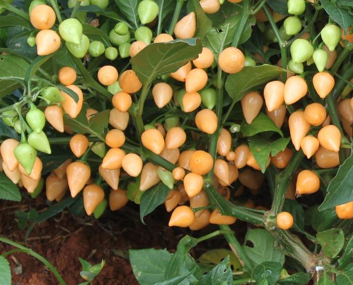 Embrapa oferta nova cultivar a produtores de sementes de pimenta