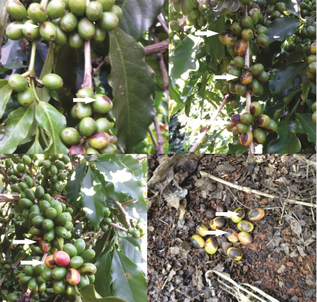 Aplica o De Fosfito No Manejo Da Cercosporiose No Caf Revista Cultivar